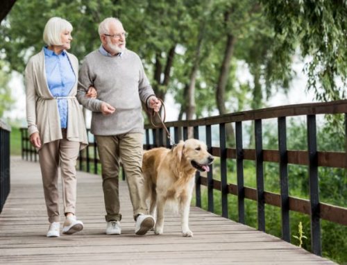 elderly walking dog